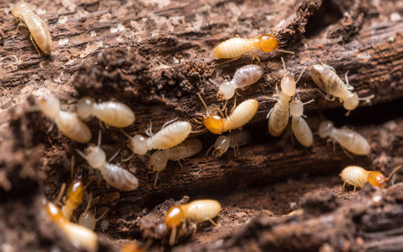 800x500 termites WDO/ Termite Home Inspection Services